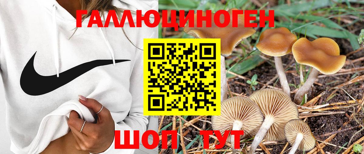 Псилоцибиновые грибы Psilocybine cubensis  Великий Устюг 